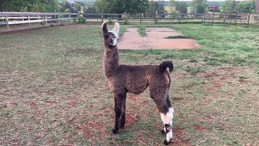 An image of a llama named Kabooki