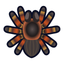 Tarantula