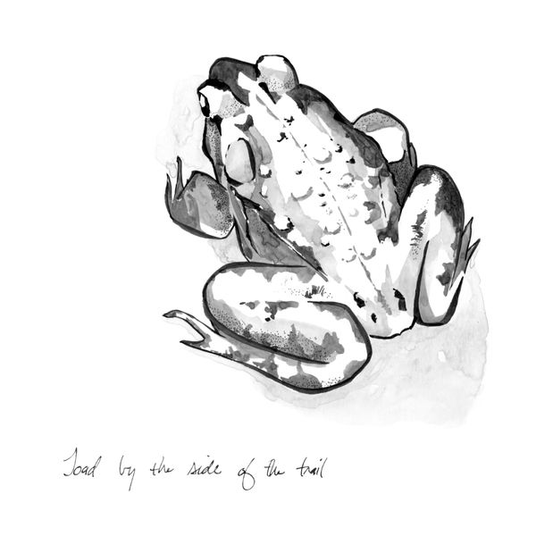 A toad by the side of the trail