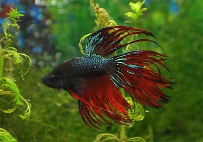 Two Types of Freshwater Aquarium Fish for Your Collection
