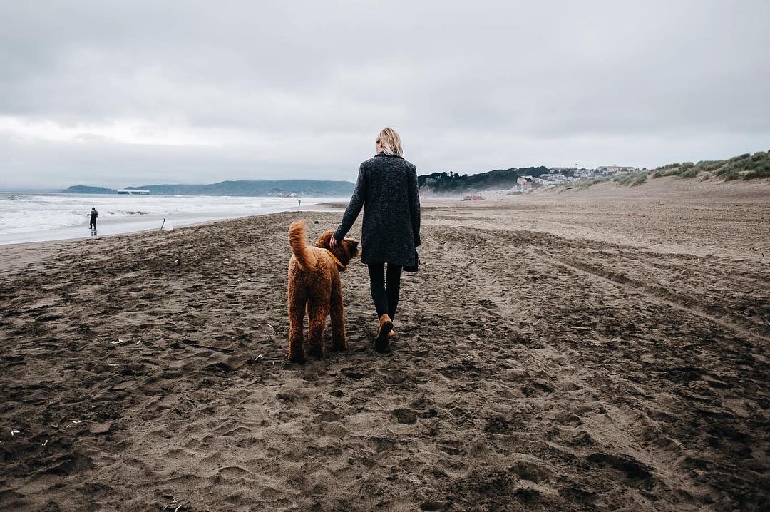 Dog walks on the beach with owner