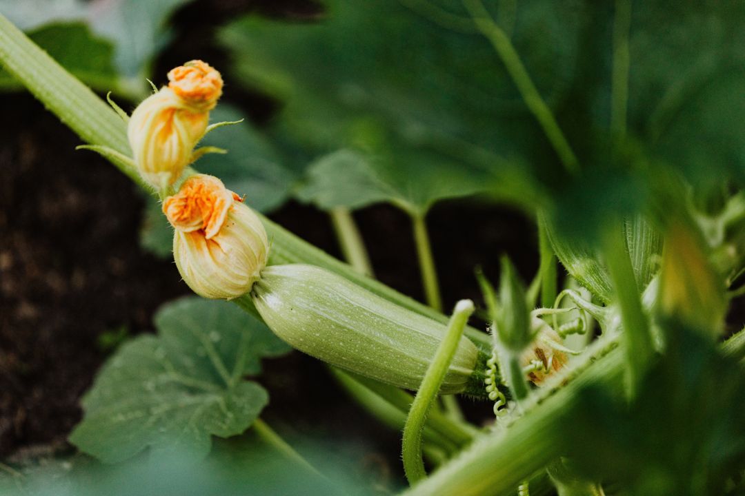 Zucchini plant with flowers and fruits