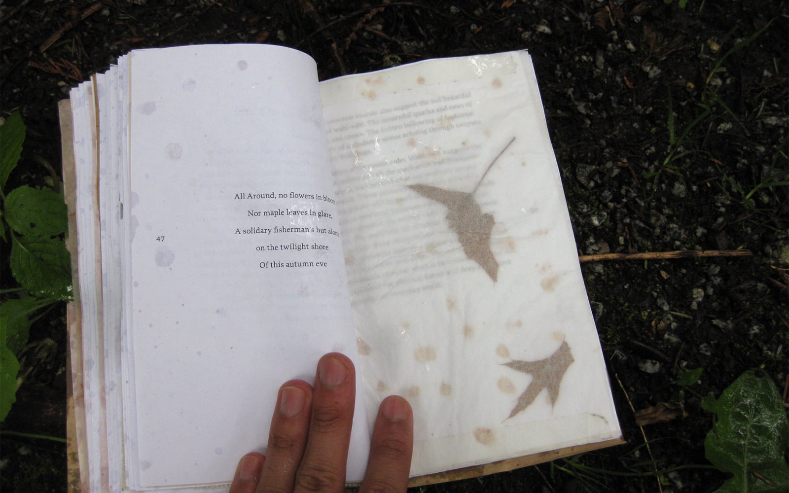 an open book on a wet forest floor. A poem is shown. It reads: All around, no flowers in bloom; nor maple leaves in glare, A solidary fisherman’s hut alone; on the twilight shore; of this autumn eve.