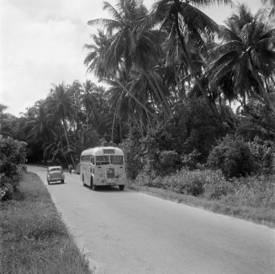 A black and white photograph of a minibus and a car on the paved Punggol Road in 1955. A forest of tall coconut trees lean over the right side of the road.