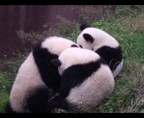 China Pandas 28