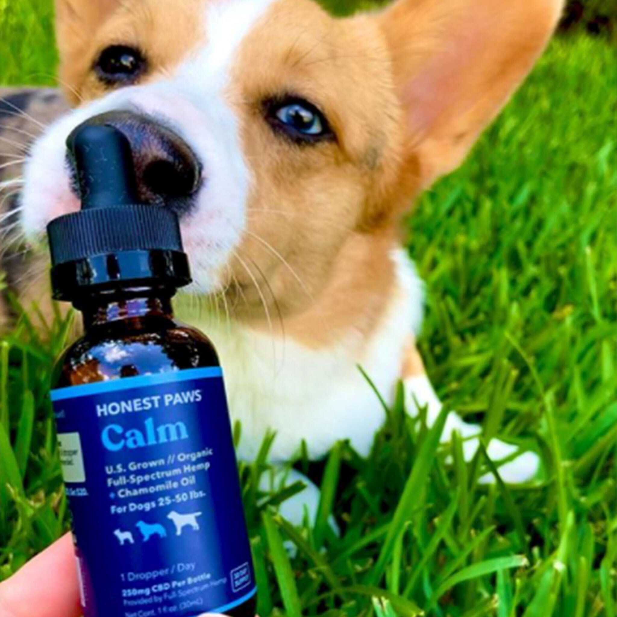 Buy 100% Organic CBD Oil With Chamomile For Dogs - Honest Paws