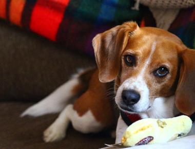 Dog Chews Their Toys on You? Here's Why
