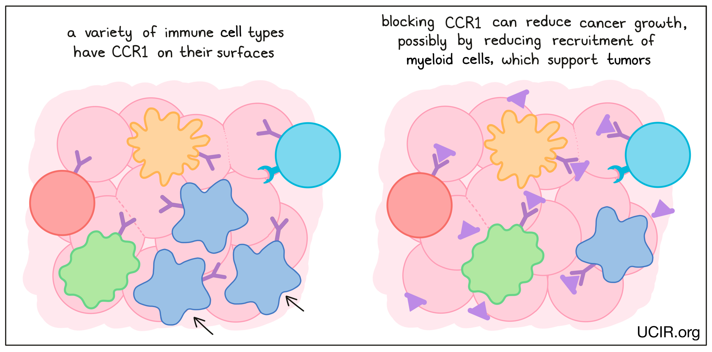 Illustration showing what blocking CCR1 does