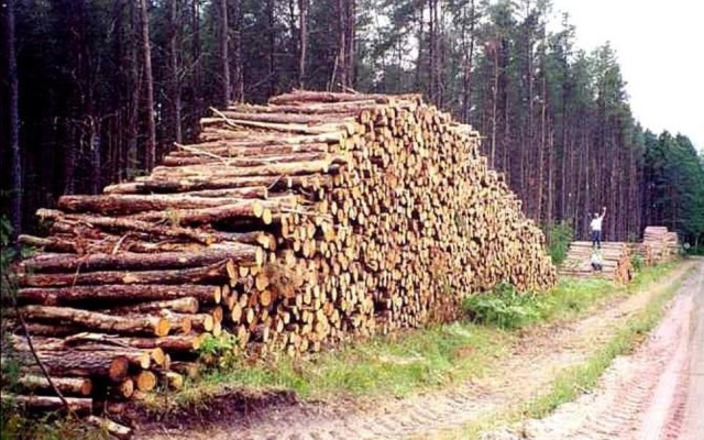 Logging.sized.jpg
