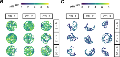 [Fig. 3B-C](https://journals.plos.org/ploscompbiol/article?id=10.1371/journal.pcbi.1007972#pcbi-1007972-g003): Track plots showing movement of 3 randomly sampled CTLs of high (B) and low (C) motility throughout a simulation, for simulated $\eta$ as shown. ([CC BY 4.0](https://creativecommons.org/licenses/by/4.0/): [**Beck *et al.***](#reference))