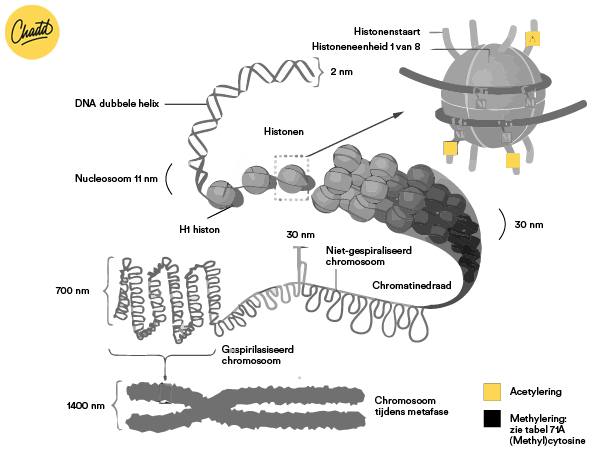 DNA schematisch