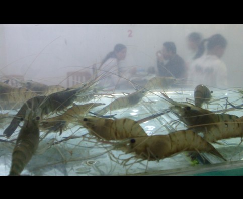 China Fish Markets 1