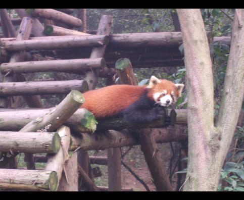 China Red Pandas 6