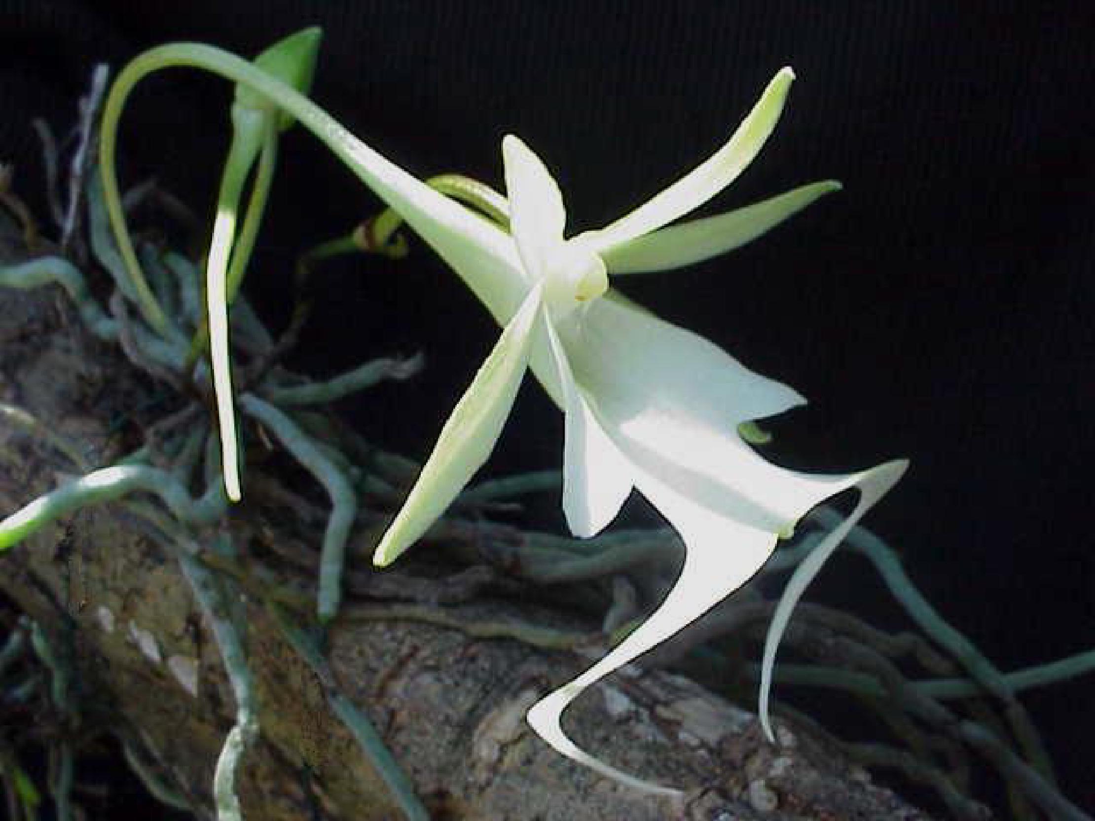 Thumbnail A white Ghost Orchid