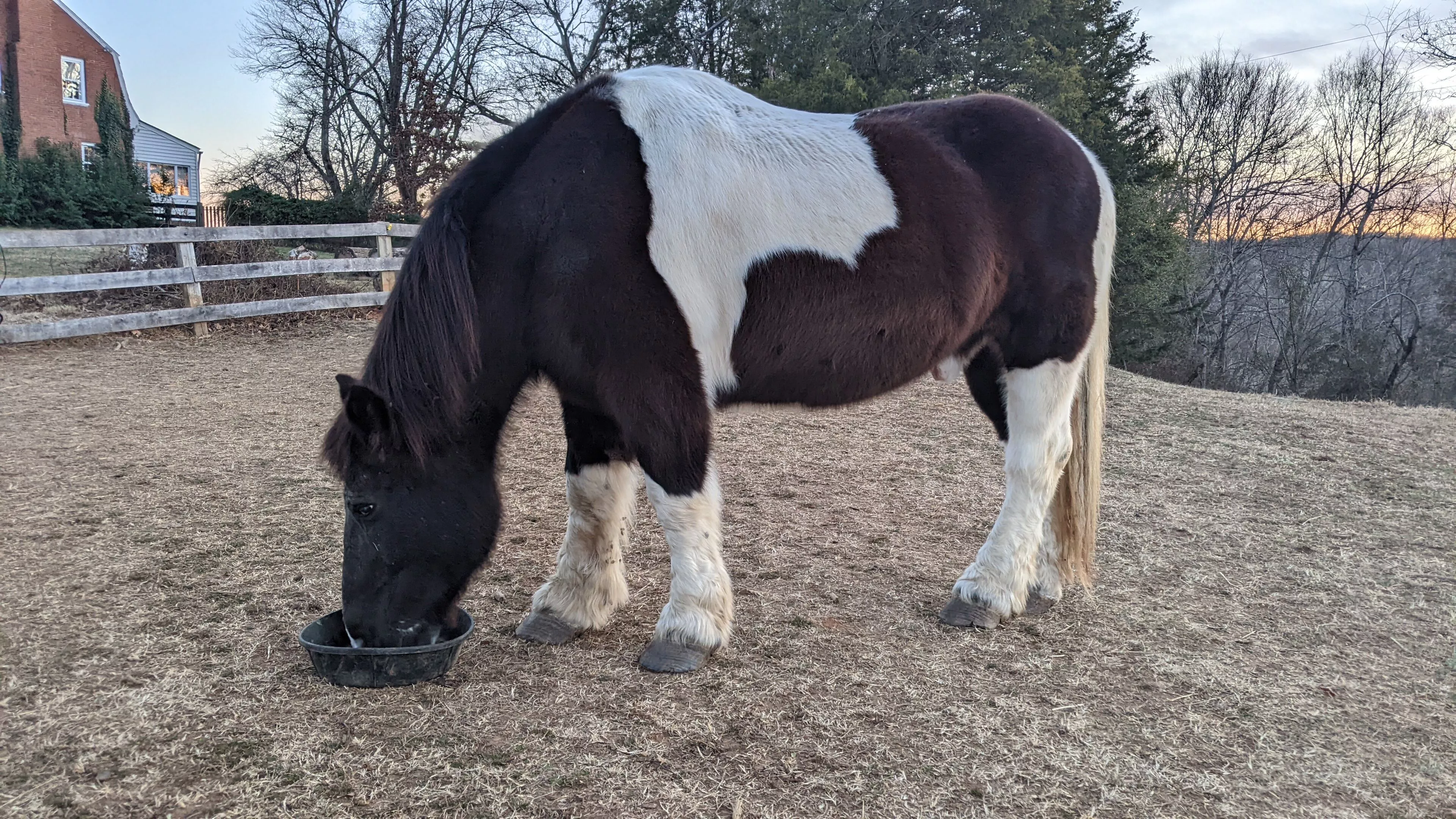 An image of a horse named Oreo eating from a feed tray