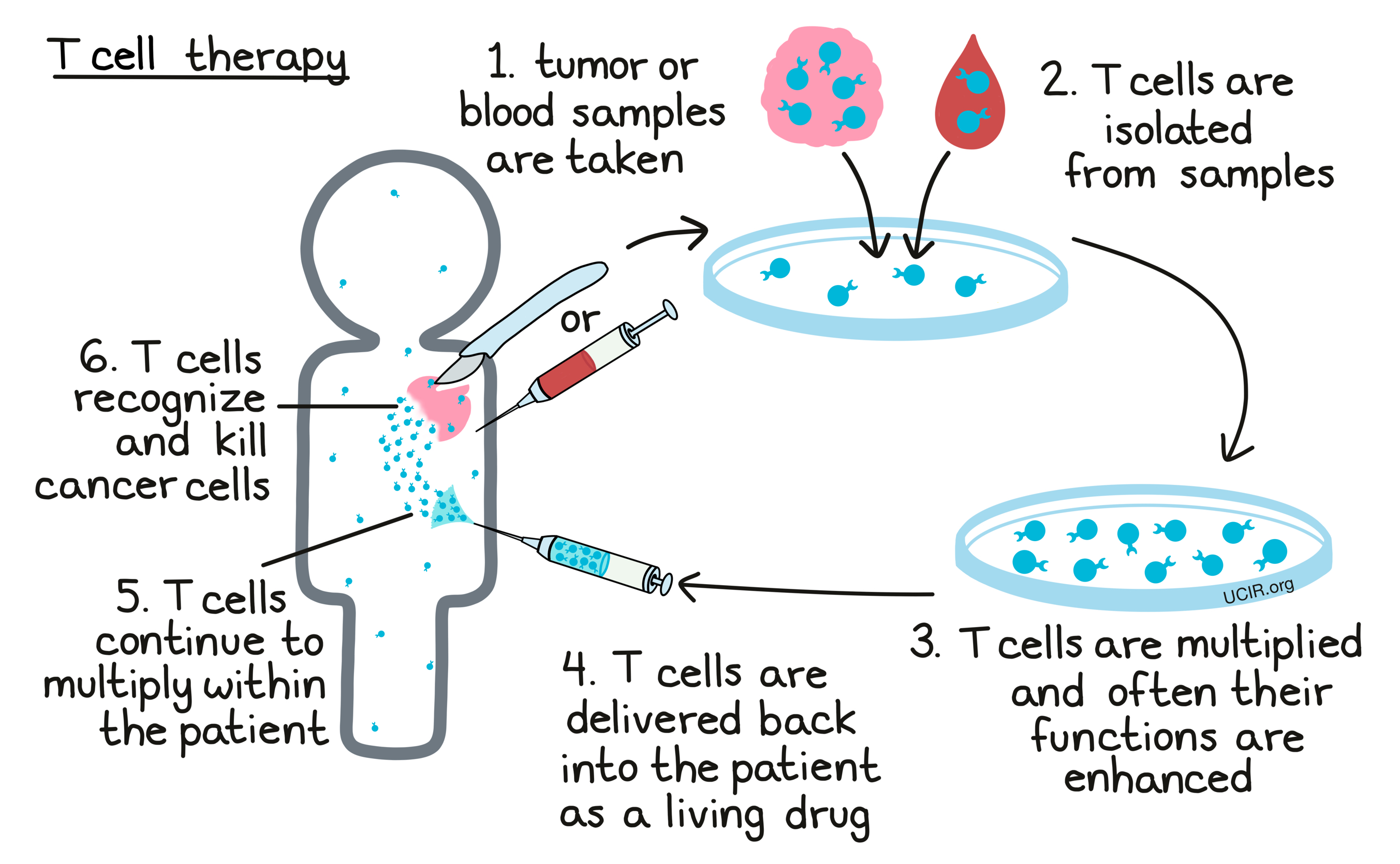 Illustration showing how T cell therapy works