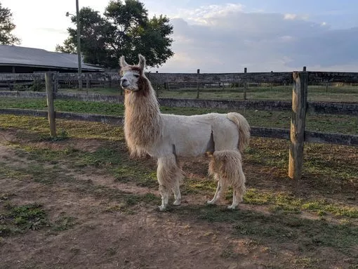 A llama named Teriyaki