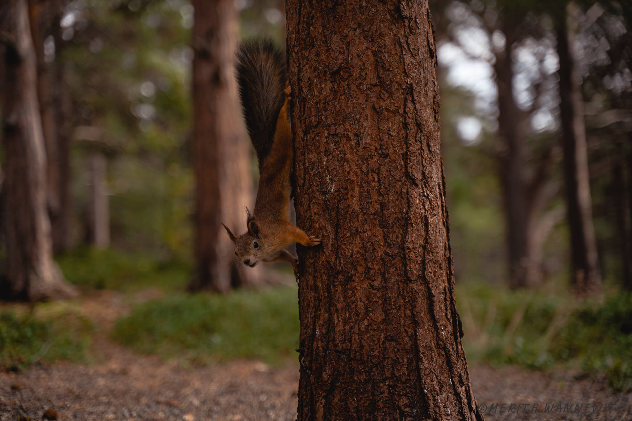 A squirrel running down a tree trunk.