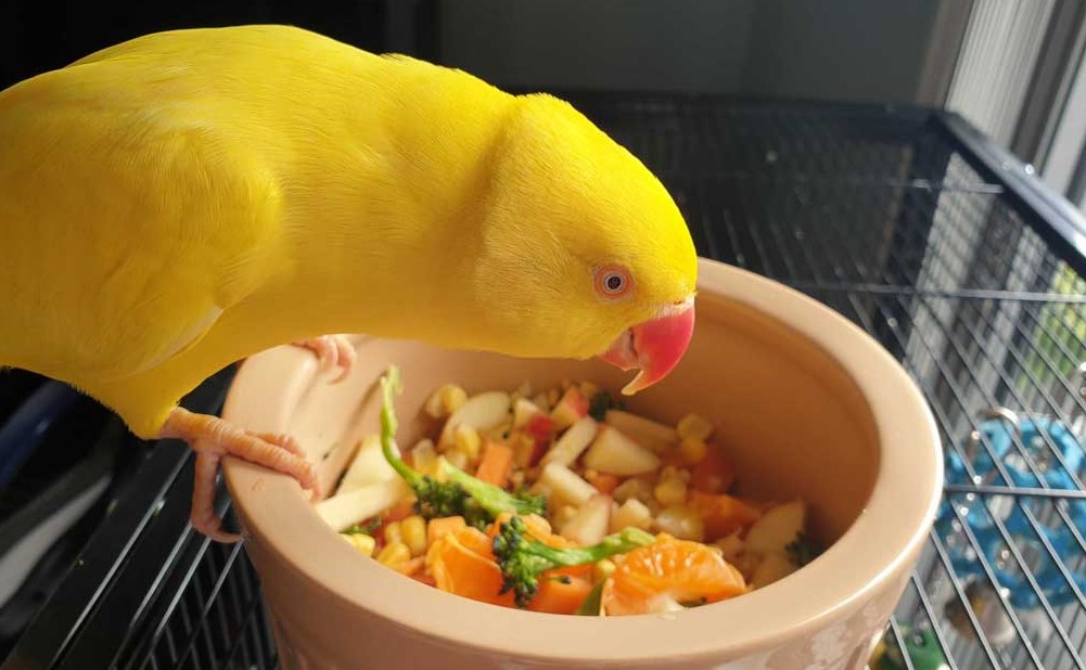 Yellow parrot enjoying the chop