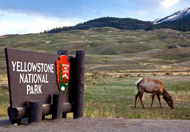 Welcome to Yellowstone image with Elk.