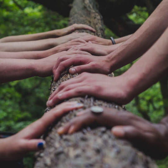 Diversas pessoas tocando um tronco de árvore.