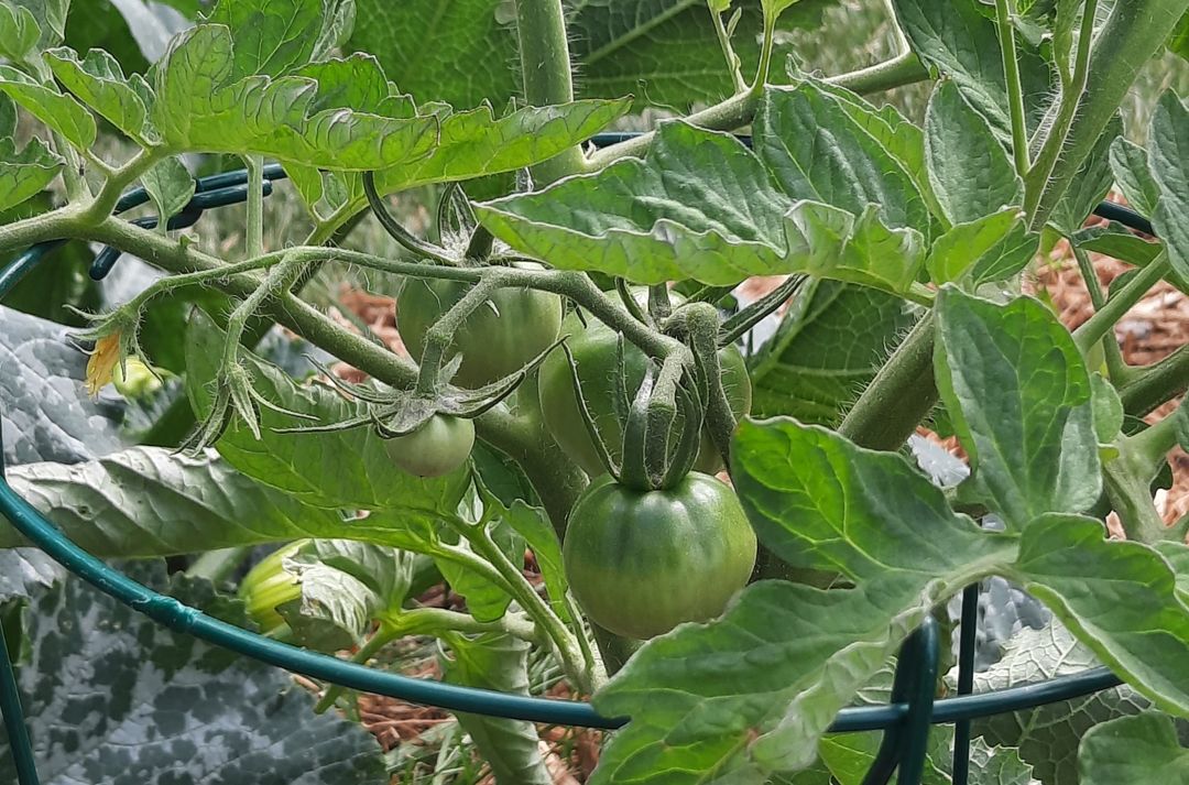 Tomato plant in a cage