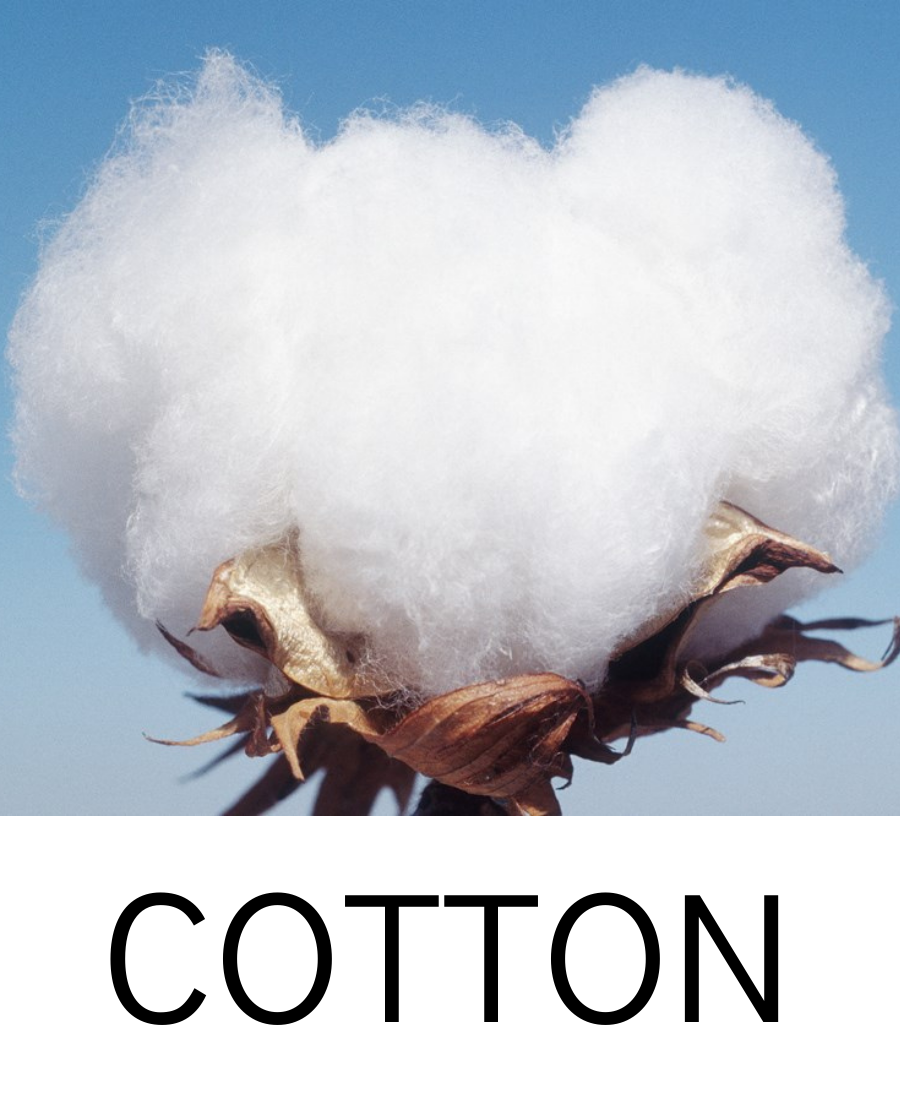 cotton image
