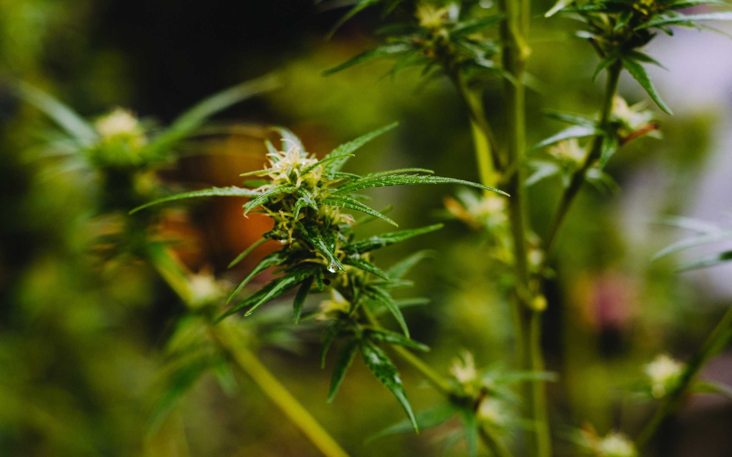How Does Cannabis Beer Effect You?