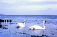 Mute Swans on a visit to Shetland