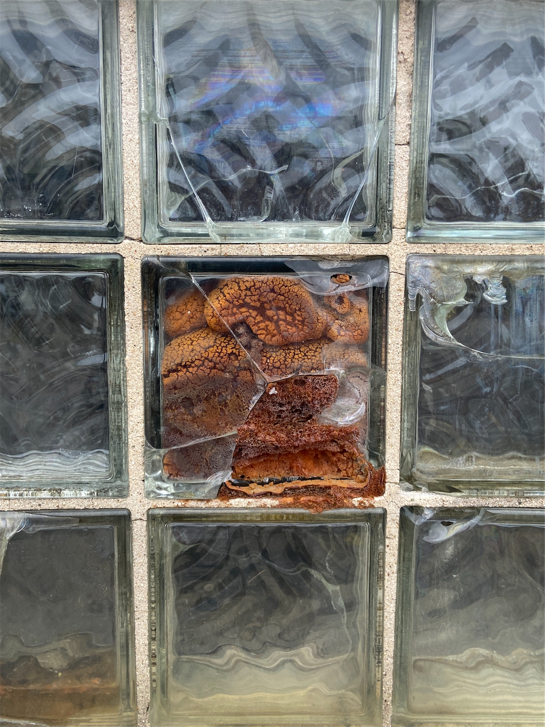 Old, browned spray foam inside of a broken glass block window.
