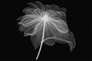 Floral Radiographs