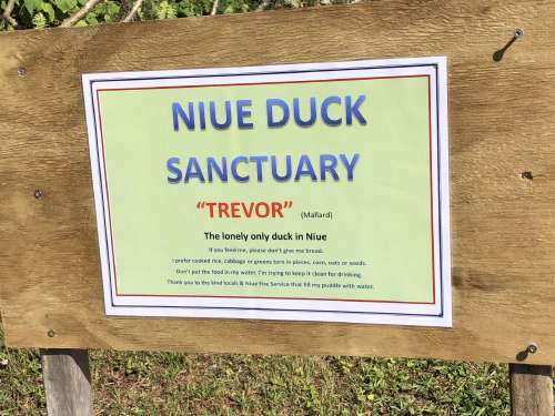 Trevor the duck
