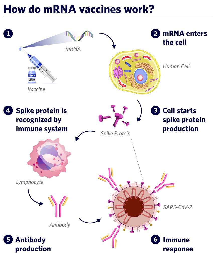 In a nutshell: How vaccines work | Beyond