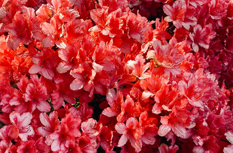 A huge cluster of vibrant, dark pink rhododendron flowers
