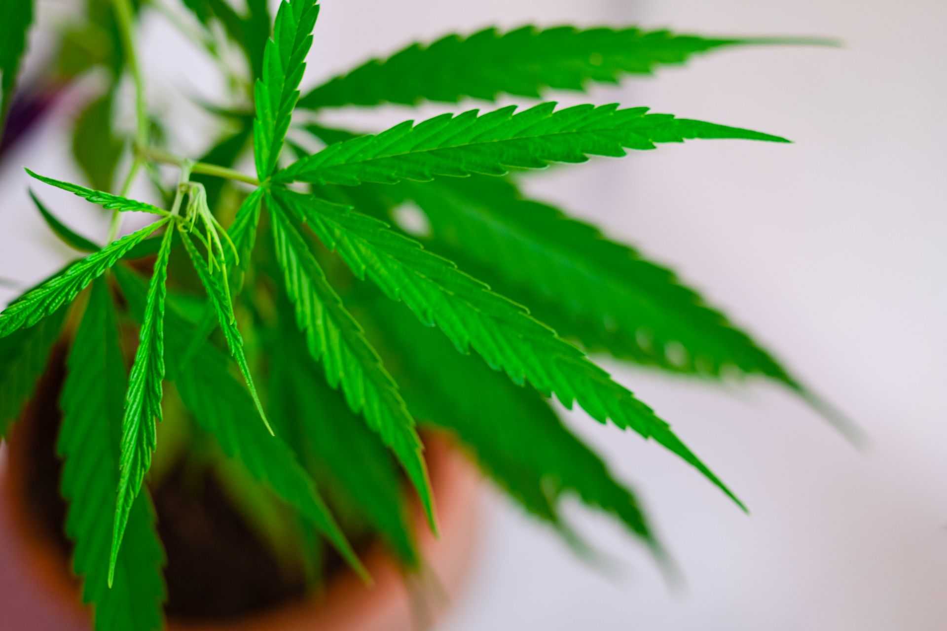 Cannabis Sativa leaf.