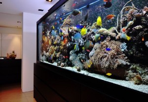 Do I Want a Saltwater or Freshwater Desktop Aquarium?