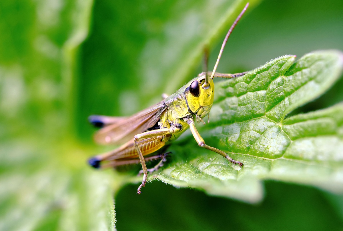 focusstacking_1