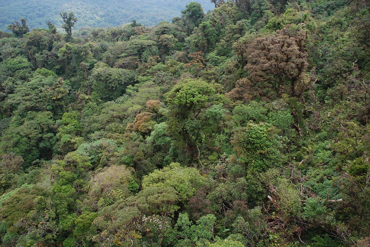 Aerial of cloud forest canopy.