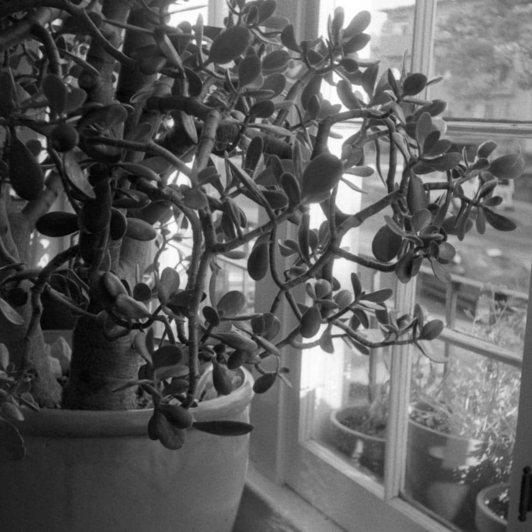 A large potted succulent plant next to a window in a home