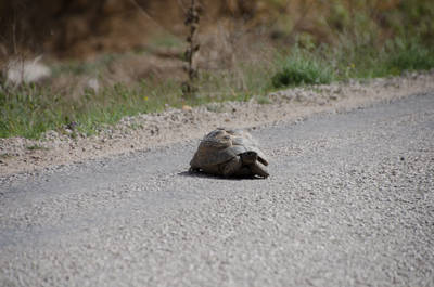 Diese Schildkröte habe ich vor dem sicheren Tod gerettet