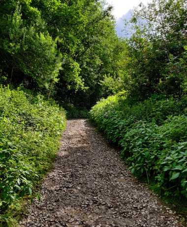 Stone path between thick green undergrowth and tall trees in Armley Park leeds