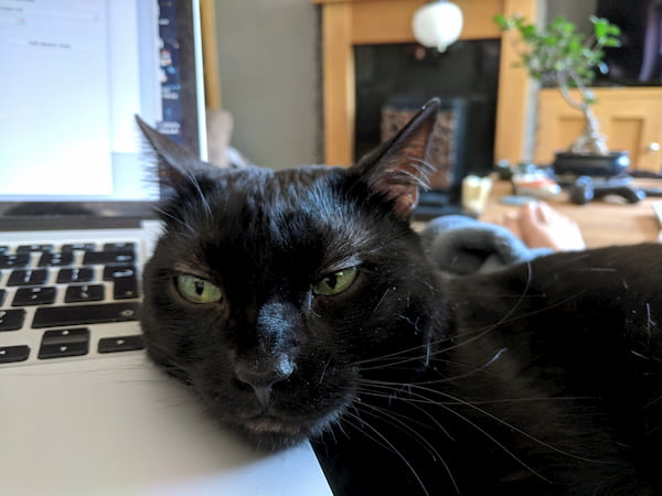 A cat resting its face on a laptop, with a disapproving expression