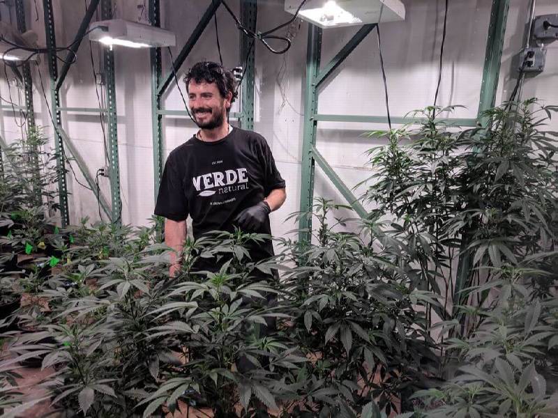 Medicinal Cannabis Master Grower