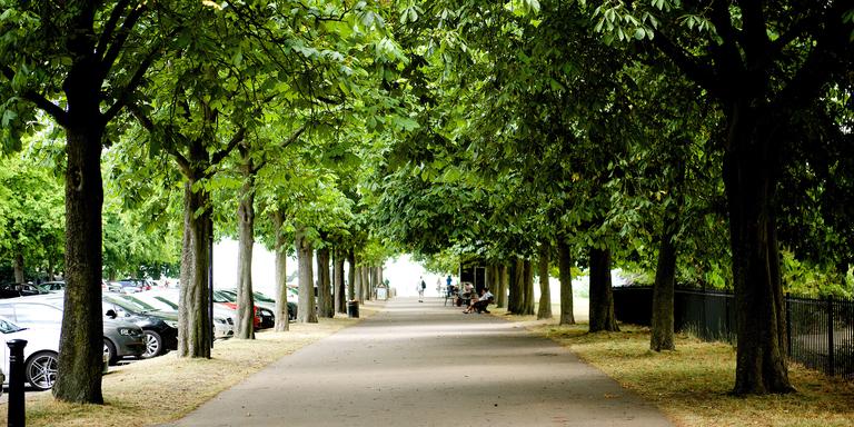 Street Trees in London