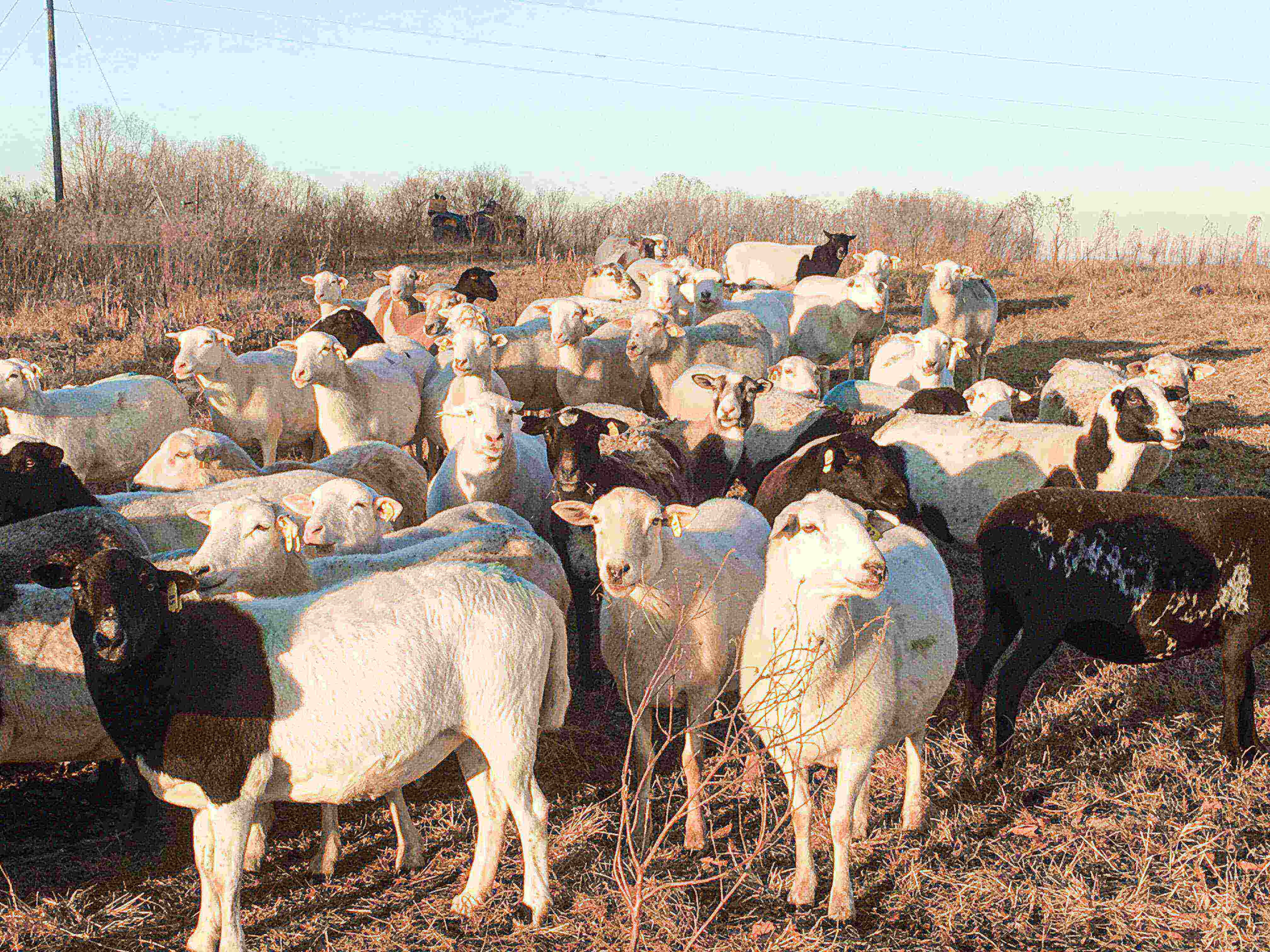 Commercial Ewes