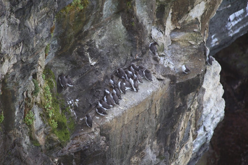 Guillemots <em>(Uria aalge)</em> huddled on a sheer cliff face