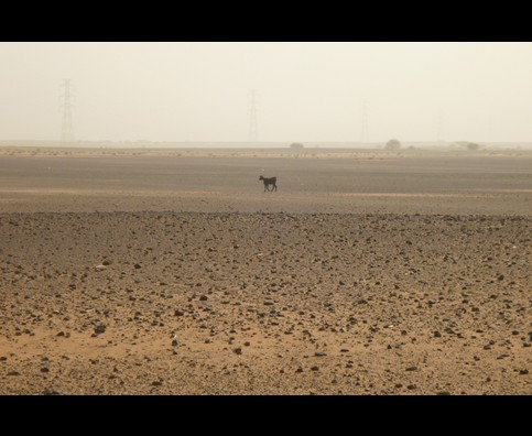 Sudan Desert Walk 6