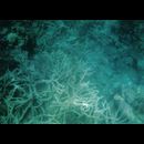 Coral Bay snorkelling 7