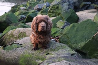 Bruno the Sussex spaniel sat on the rocks at the beach.