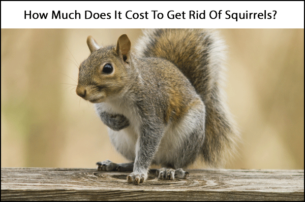 Attic Squirrel Removal Cost